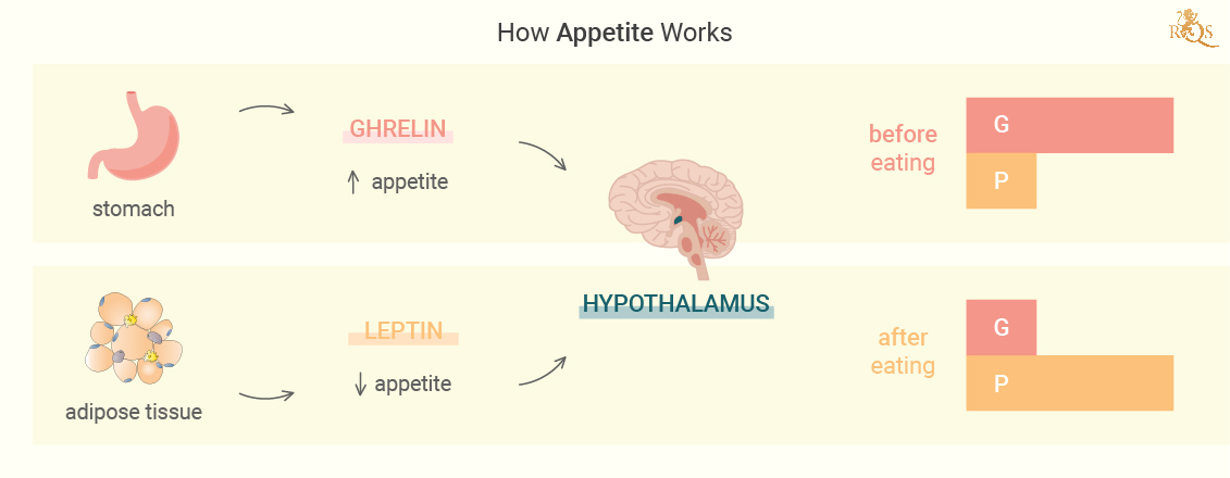 Comment fonctionne l’appétit ? Comment fonctionne l’appétit ?
