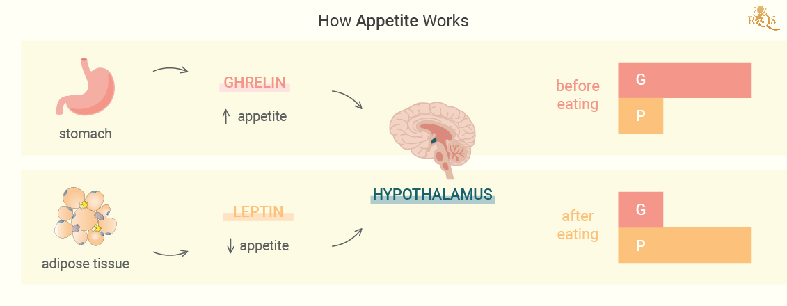 Comment fonctionne l’appétit ?