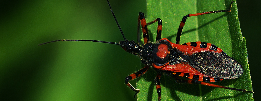 LAISSER LES RÉDUVIIDÉS PATROUILLER AU SEIN DE LA CANOPÉE LAISSER LES RÉDUVIIDÉS PATROUILLER AU SEIN DE LA CANOPÉE