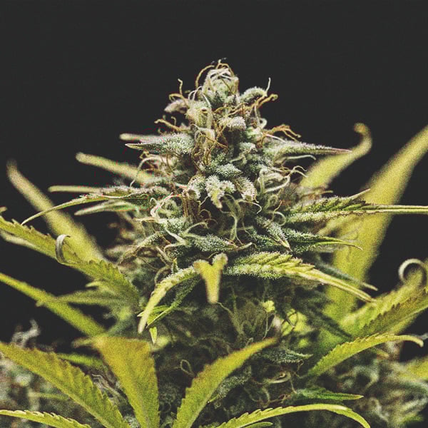 Comment Cultiver De La Super Weed Sur Un Balcon Ou Une Terrasse Comment Cultiver De La Super Weed Sur Un Balcon Ou Une Terrasse