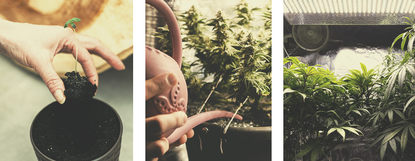 Variétés À Autofloraison Pour La Culture En Intérieur Variétés À Autofloraison Pour La Culture En Intérieur