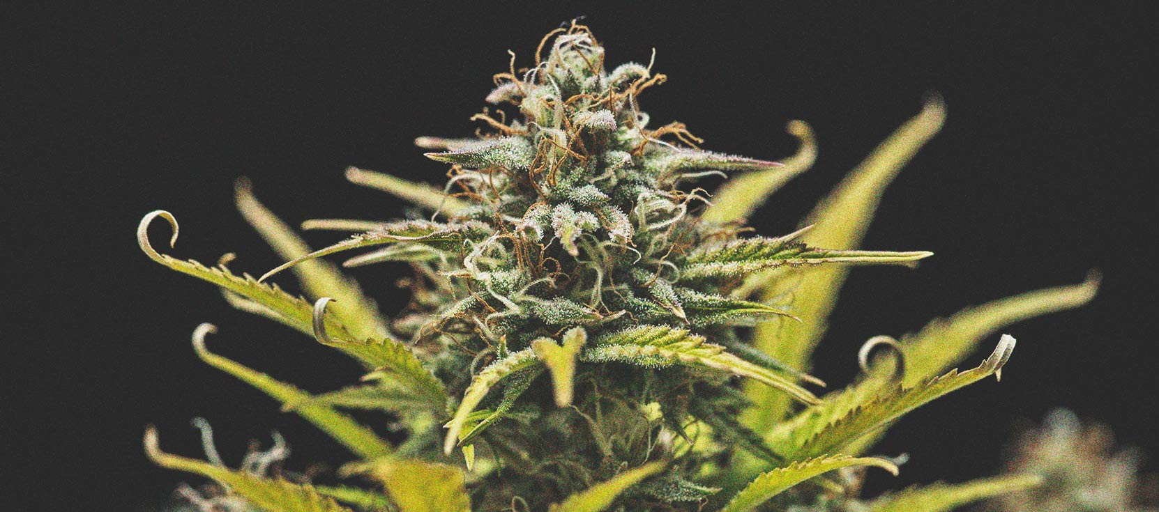 Comment Cultiver De La Super Weed Sur Un Balcon Ou Une Terrasse Comment Cultiver De La Super Weed Sur Un Balcon Ou Une Terrasse