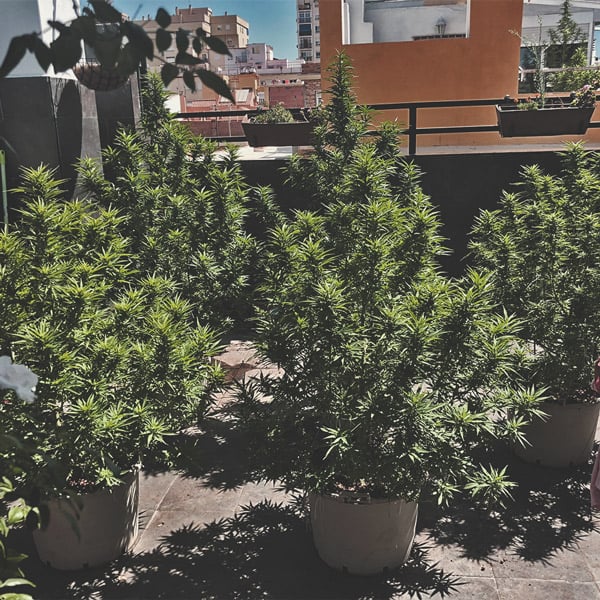 Comment Cultiver De La Super Weed Sur Un Balcon Ou Une Terrasse