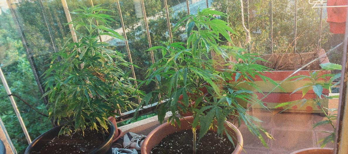 Comment cultiver du cannabis en intérieur sans lampe Comment cultiver du cannabis en intérieur sans lampe