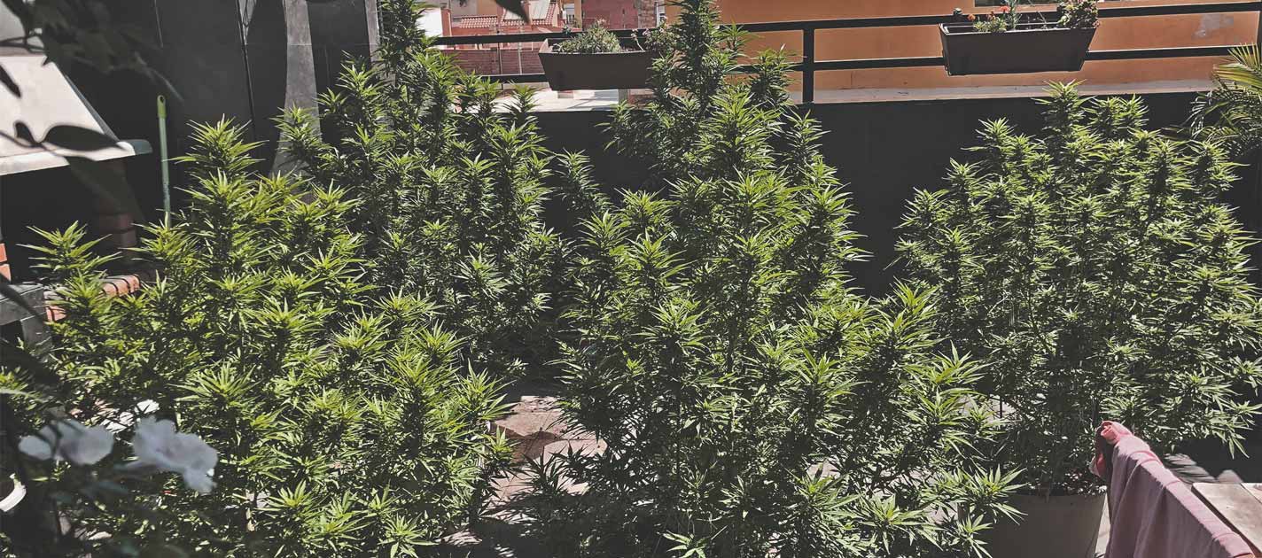 Comment Cultiver De La Super Weed Sur Un Balcon Ou Une Terrasse