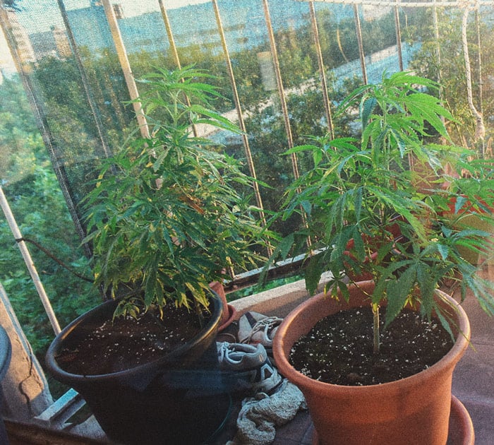 Comment cultiver du cannabis en intérieur sans lampe