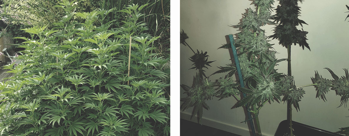 Soutenez Vos Plants Avec Des Tuteurs Et Des Attaches Soutenez Vos Plants Avec Des Tuteurs Et Des Attaches