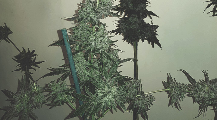 Soutenez Vos Plants Avec Des Tuteurs Et Des Attaches Soutenez Vos Plants Avec Des Tuteurs Et Des Attaches