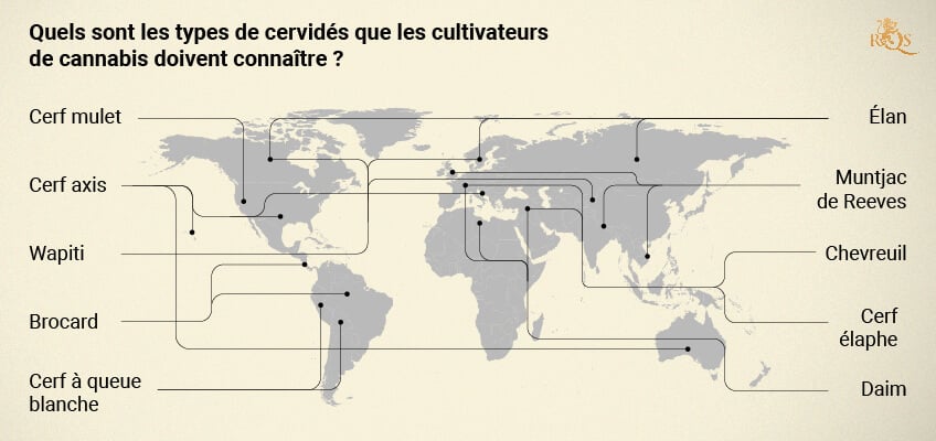 Types of deer around the world