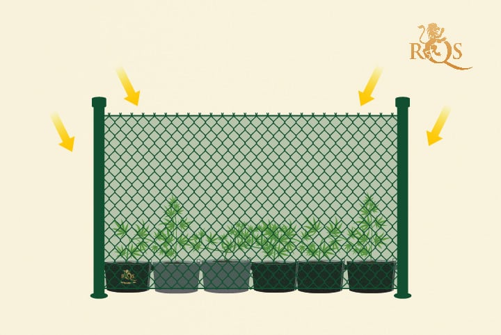 Grillage vert autour de vos plants de cannabis