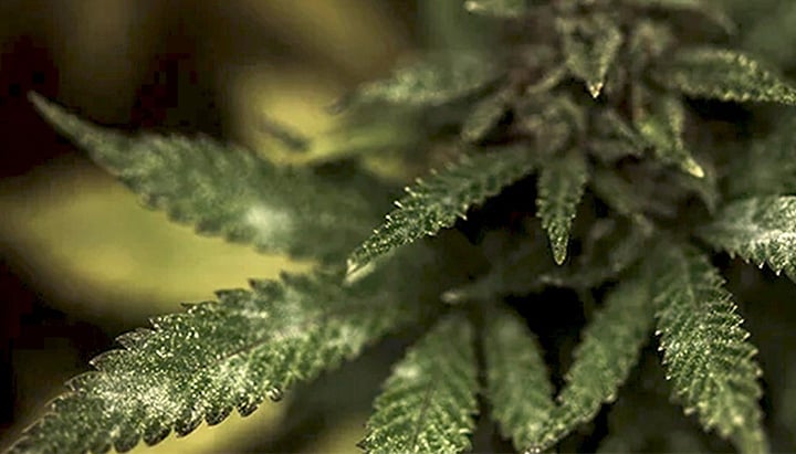 Moisissure dans une plante de cannabis