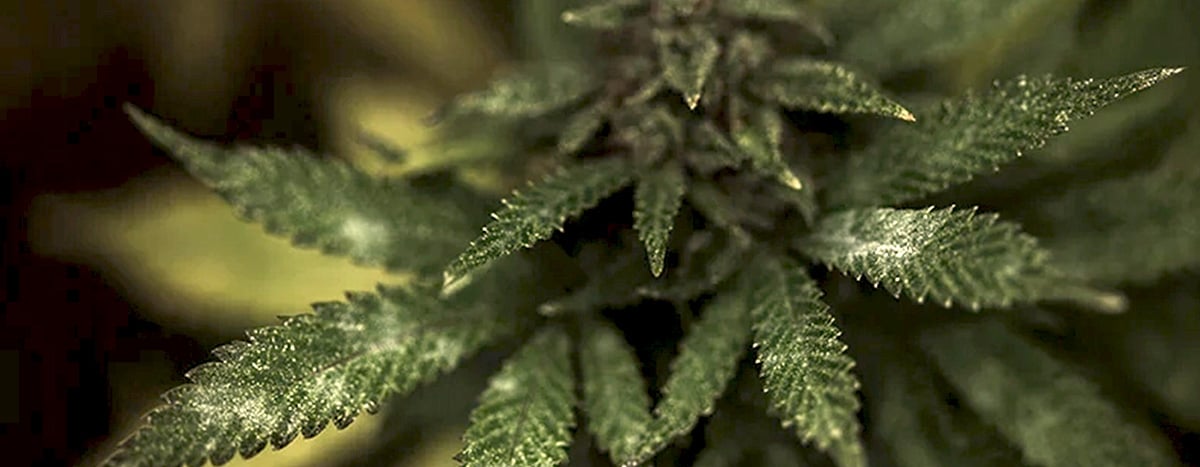 Moisissure dans une plante de cannabis