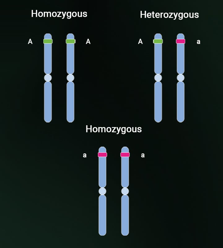 Heterozygosity and homozygosity