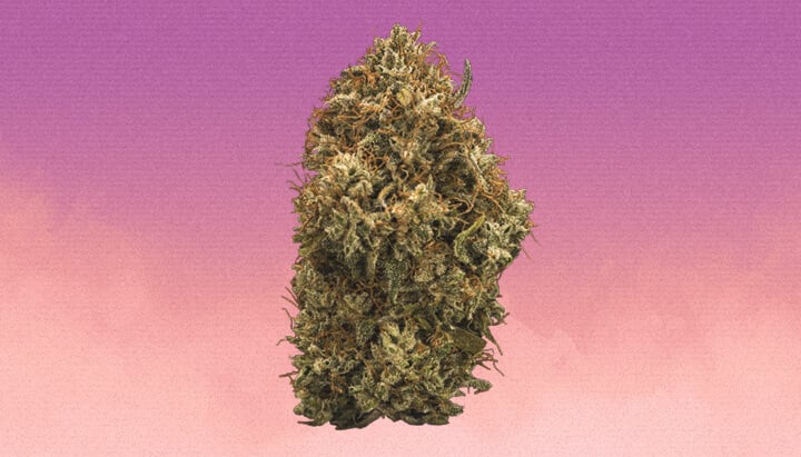 Grandaddy Purple Cannabis Strain