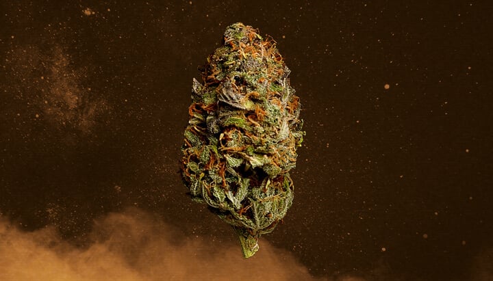 Stardawg Cannabis Strain