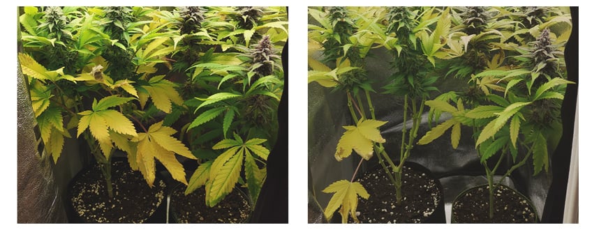 Lollipopping Cannabis Plant