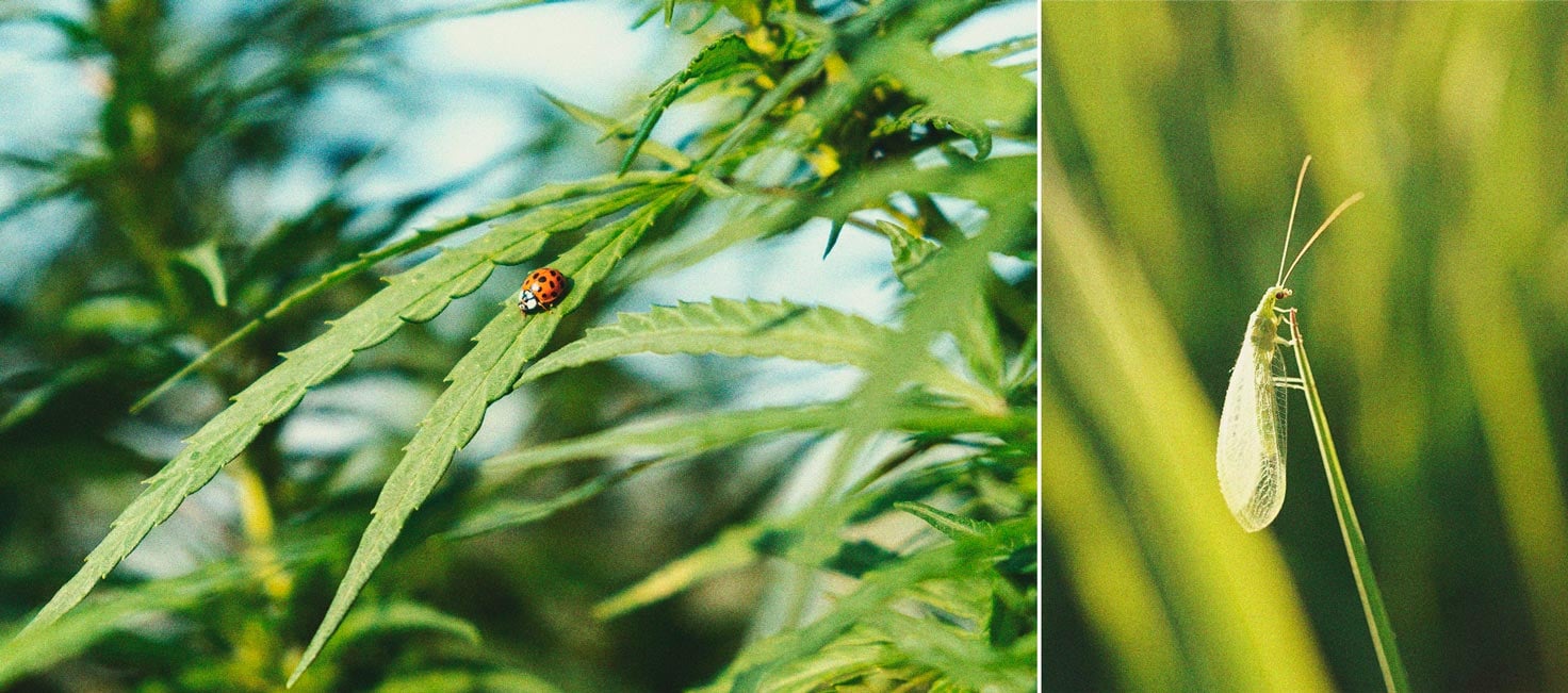 Cannabis et aleurodes : guide de régulation et prévention Cannabis et aleurodes : guide de régulation et prévention