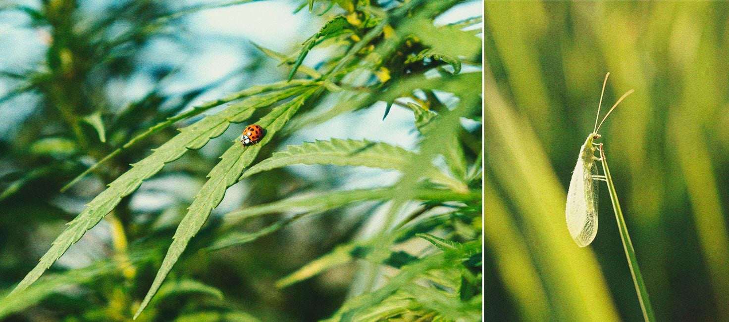 Cannabis et aleurodes : guide de régulation et prévention 