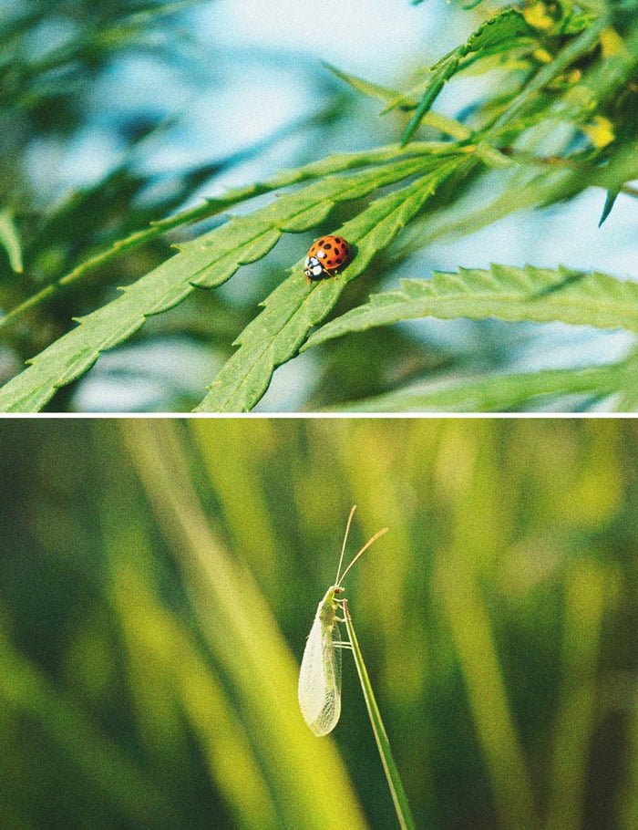 Cannabis et aleurodes : guide de régulation et prévention 