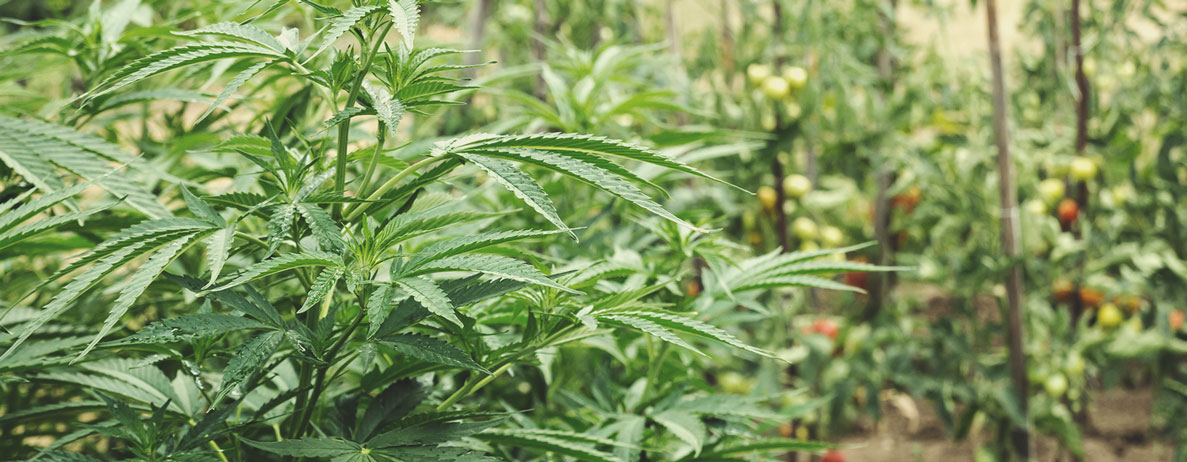 Comment démarrer un jardin de cannabis régénérateur