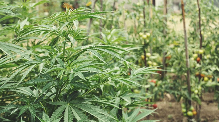 Comment démarrer un jardin de cannabis régénérateur