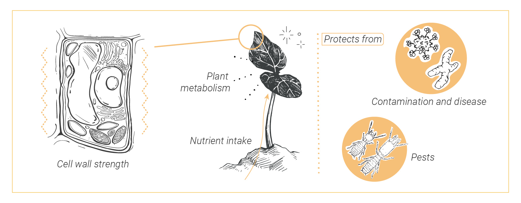 Comment Utiliser la Silice Pour des Plants de Cannabis Sains