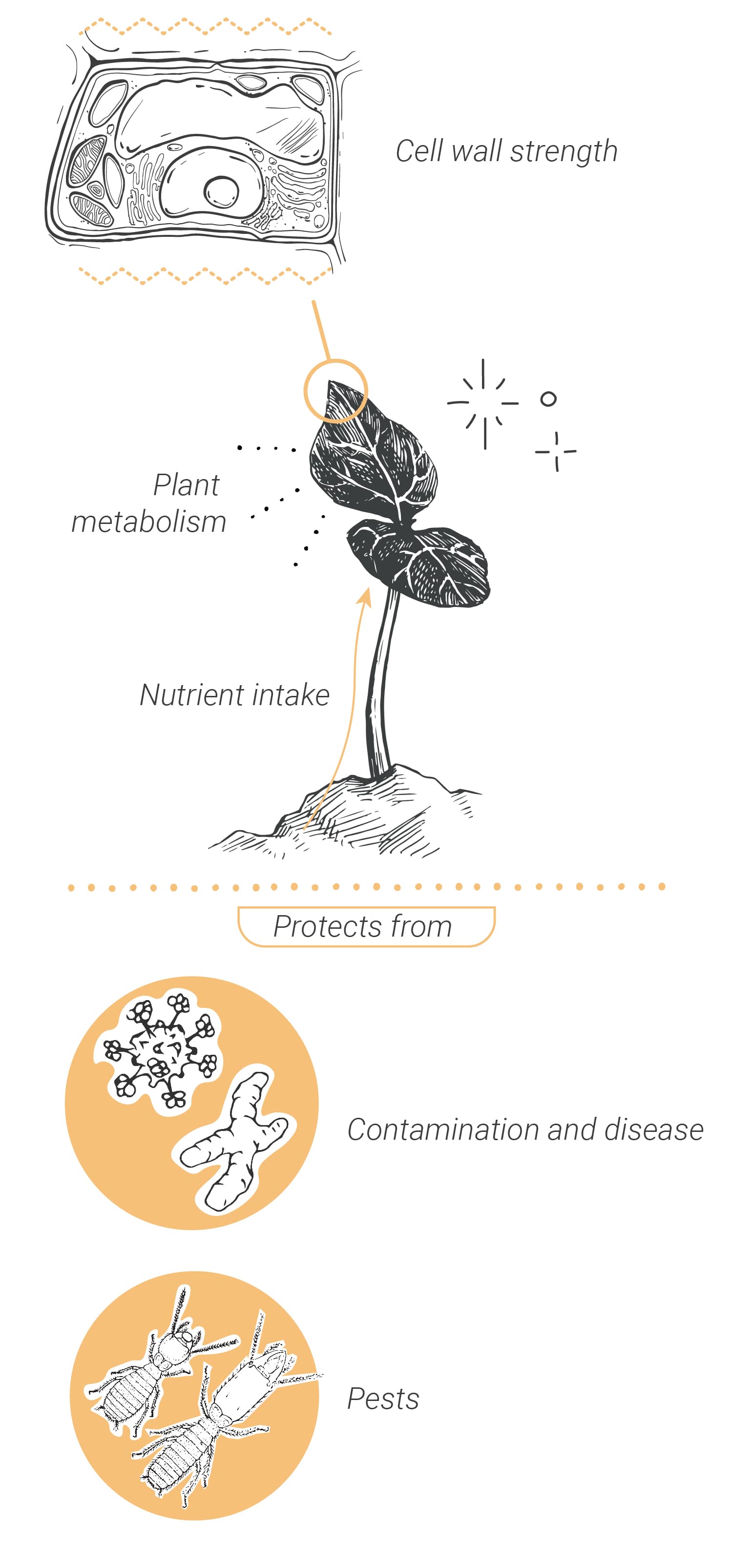 Comment Utiliser la Silice Pour des Plants de Cannabis Sains