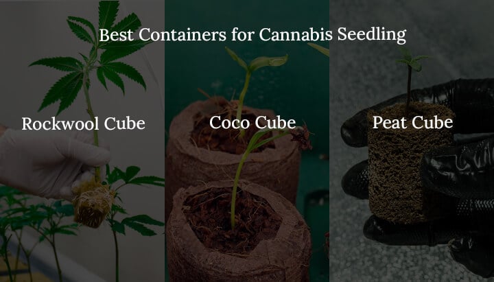 Best continers for cannabis seedling