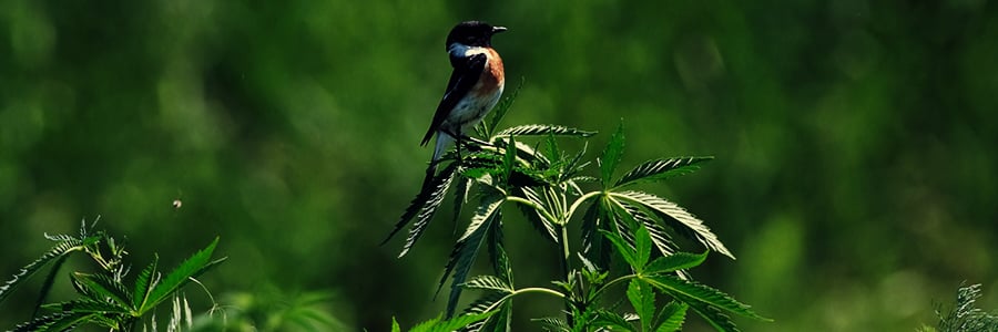 LES OISEAUX