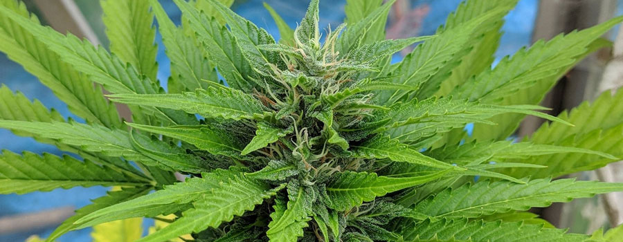 Royal Moby Cannabis 420 RQS Marijuana seeds Royal Moby Cannabis 420 RQS Marijuana seeds