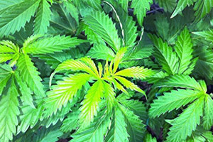 Cannabis feuilles vert clair Cannabis Light green leaves