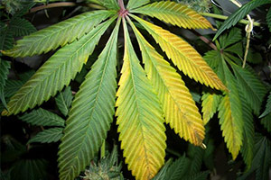 Cannabis feuilles jaunes Cannabis feuilles jaunes
