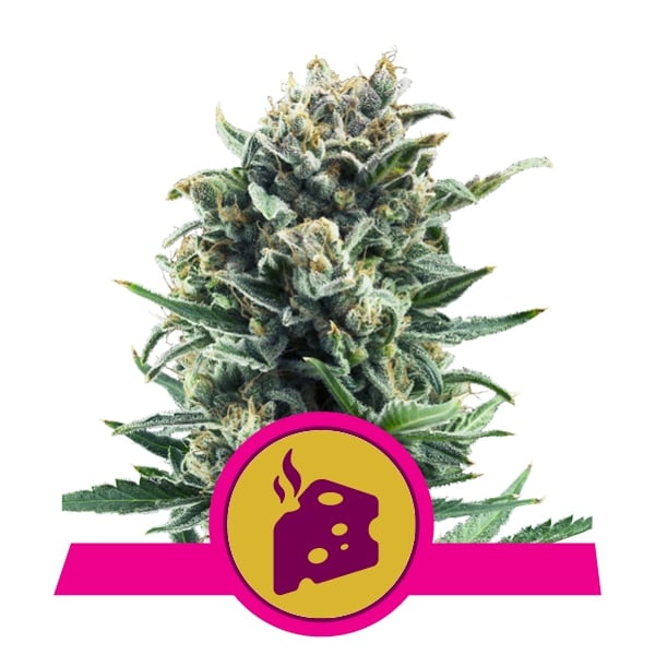 Blue Cheese Royal Queen Seeds Blue Cheese Royal Queen Seeds