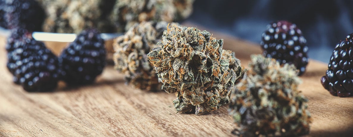 Guide sur les effets et les goûts des variétés de cannabis