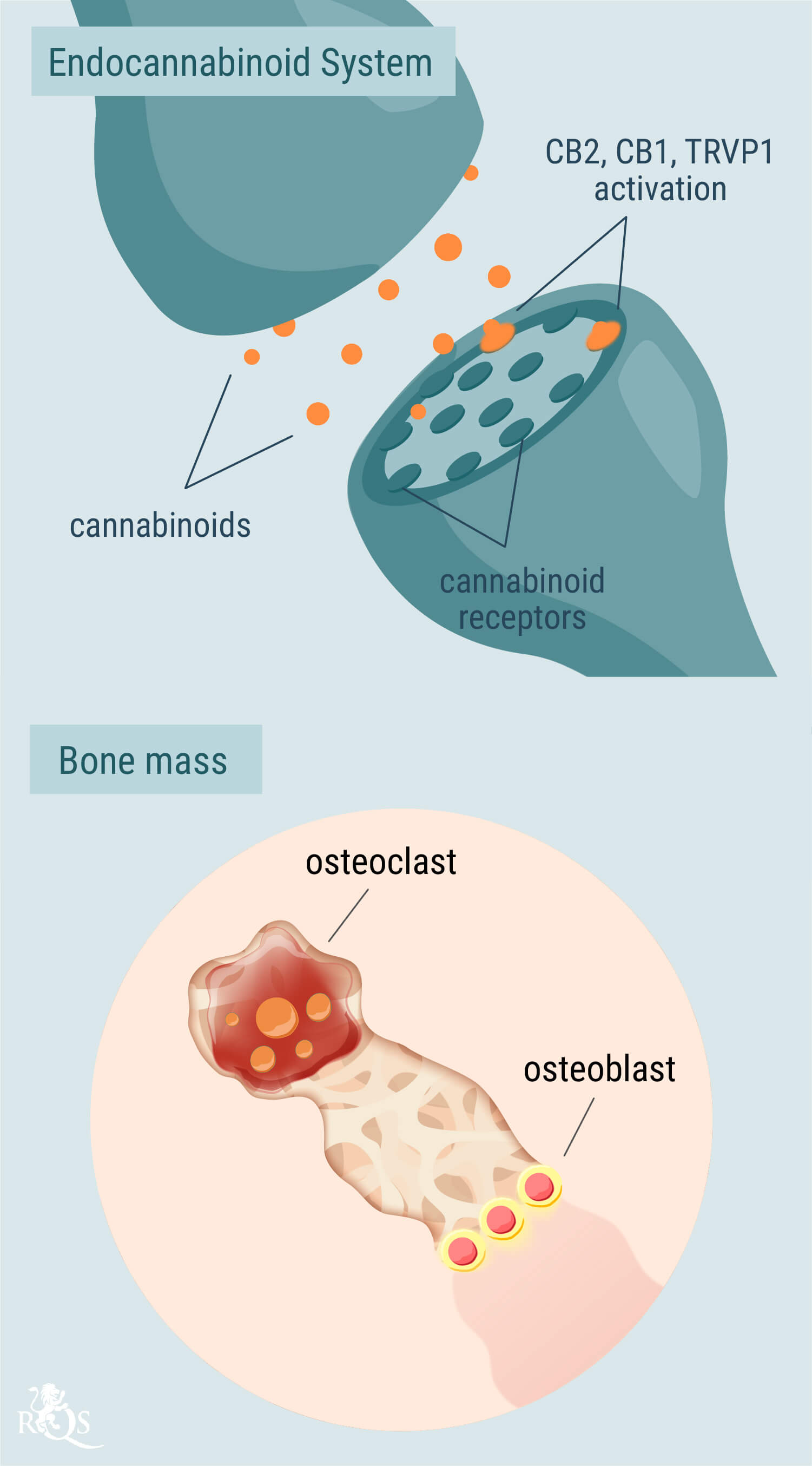 Le rôle du système endocannabinoïde dans la santé osseuse Le rôle du système endocannabinoïde dans la santé osseuse