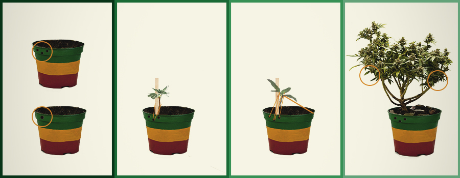 COMMENT CULTIVER UN BONSAÏ DE CANNABIS ? COMMENT CULTIVER UN BONSAÏ DE CANNABIS ?