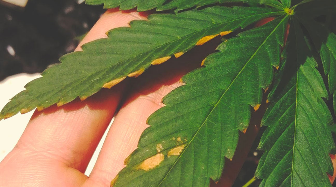 Feuilles déformées et nécrotiques d'une plante de cannabis en carence de bore, affectant la croissance et la reproduction.