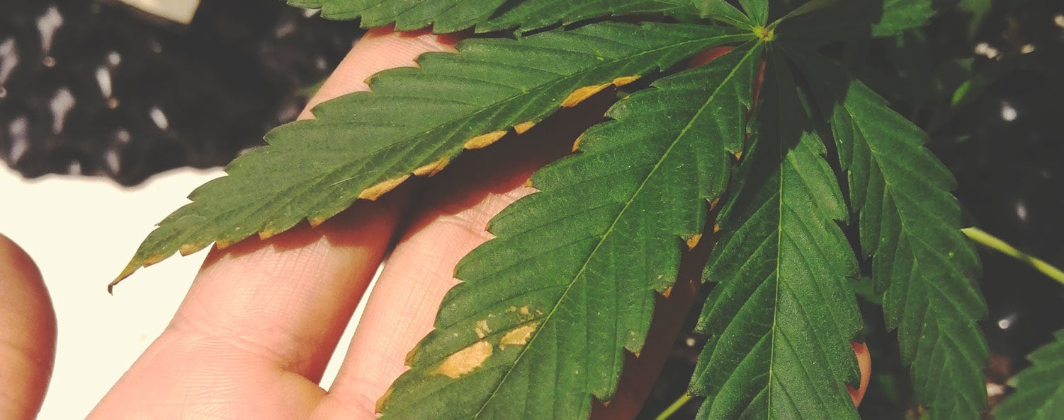 Feuilles déformées et nécrotiques d'une plante de cannabis en carence de bore, affectant la croissance et la reproduction.