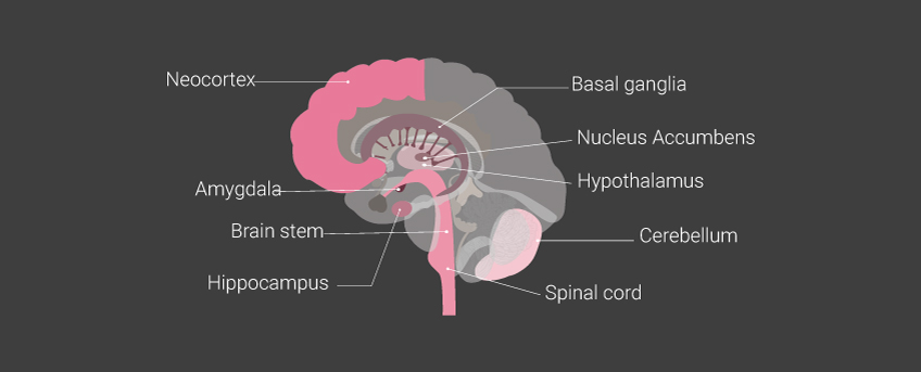 Brain Parts Brain Parts