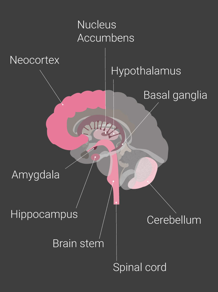 Brain Parts Brain Parts