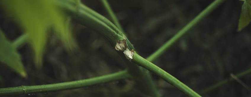 Mettre en place des techniques de HST trop tard dans la floraison