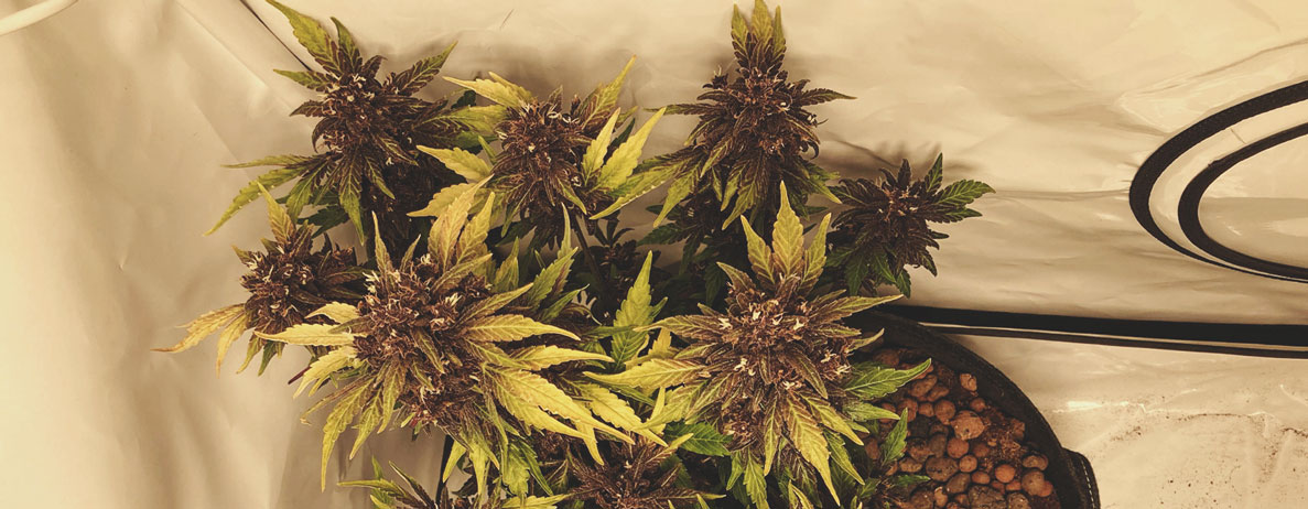 Quelles sont les couleurs que le cannabis est capable d’exhiber ? Quelles sont les couleurs que le cannabis est capable d’exhiber ?