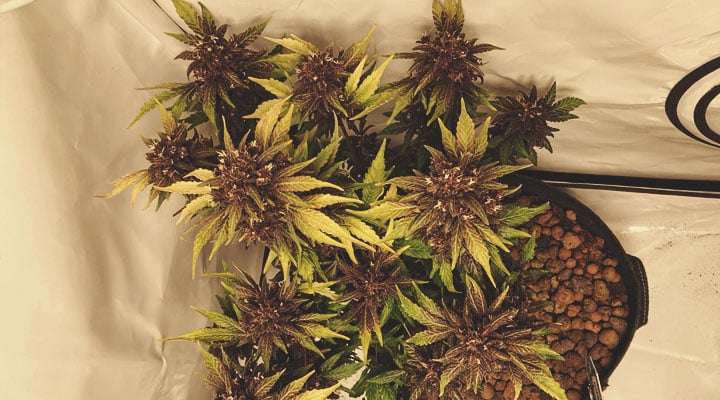 Quelles sont les couleurs que le cannabis est capable d’exhiber ? Quelles sont les couleurs que le cannabis est capable d’exhiber ?