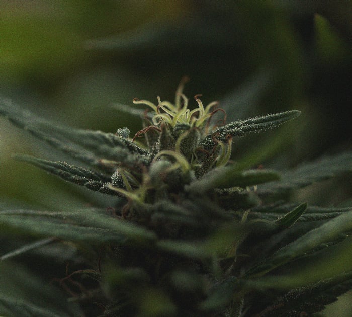 Gros plan d'un bouton de cannabis avec des trichomes visibles, mettant en valeur sa texture résineuse et ses détails microscopiques.