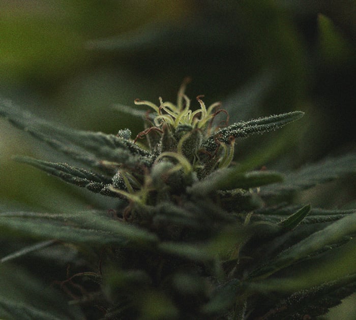 L’Importance Des Pistils Pour Les Cultivateurs De Cannabis