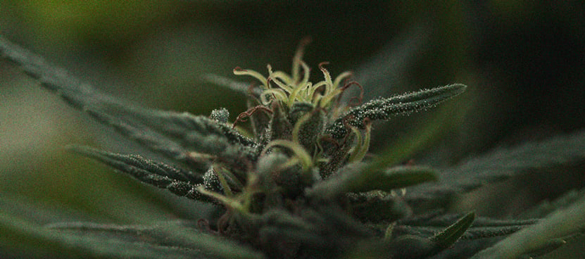 L’Importance Des Pistils Pour Les Cultivateurs De Cannabis