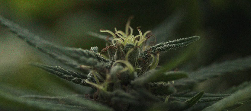Gros plan d'un bouton de cannabis avec des trichomes visibles, mettant en valeur sa texture résineuse et ses détails microscopiques.