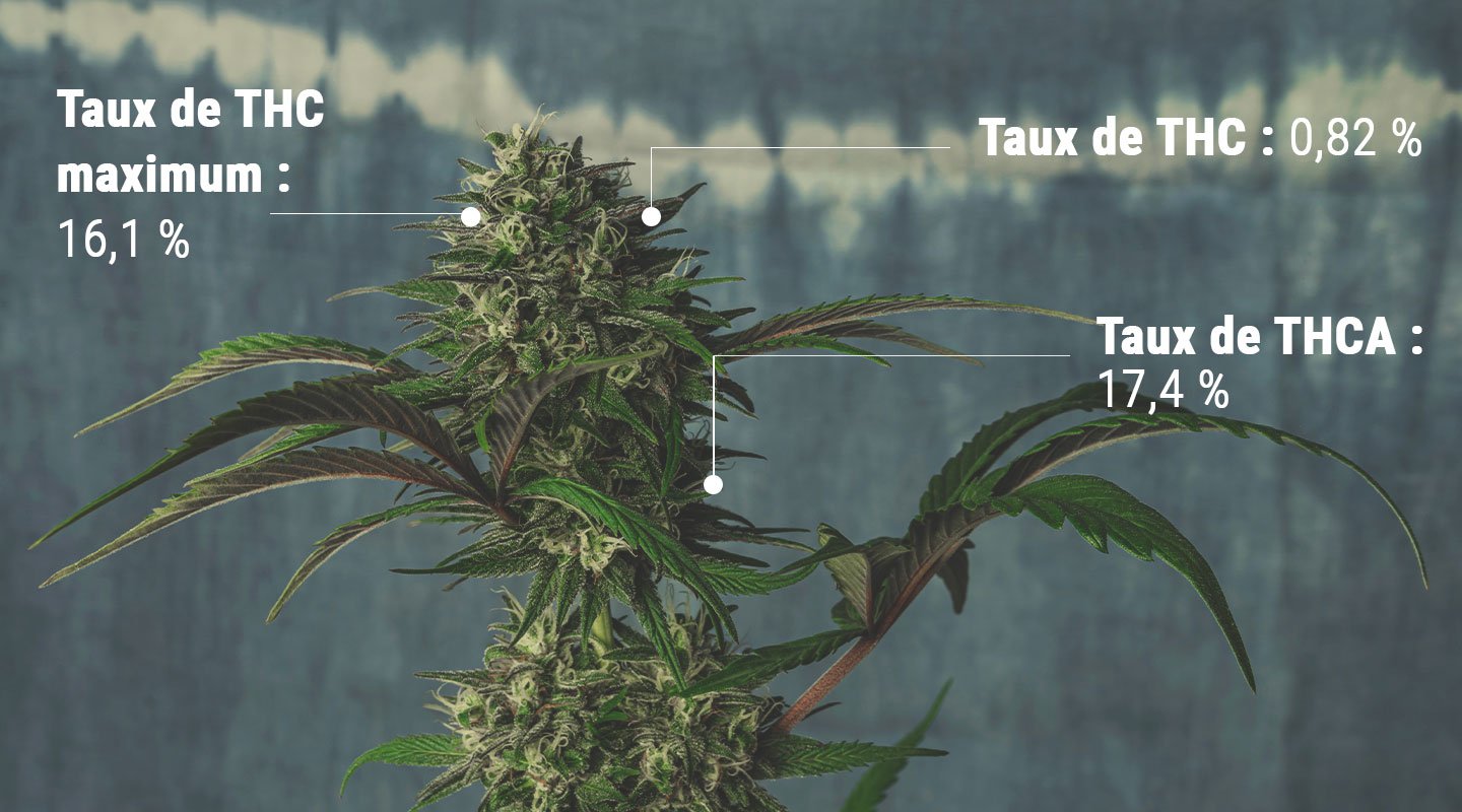 Comprendre la science derrière le test des niveaux de THC