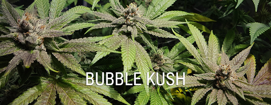 Bubble Kush 