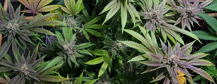 Bubble Kush Bubble Kush